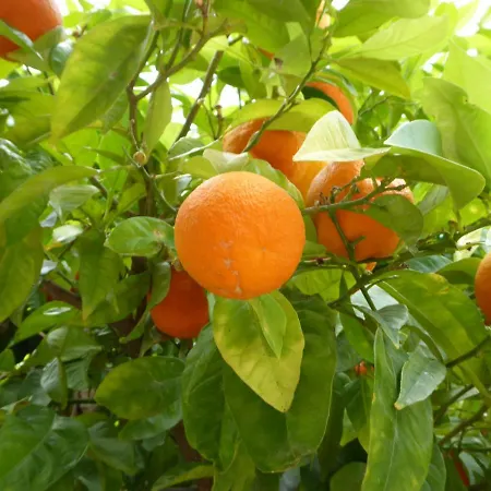 Domaine De L'herbe Sainte 公寓 *